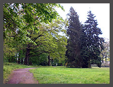Vielfalt der Bäume im Ohrbergpark Vielfalt der Bäume im Ohrbergpark
