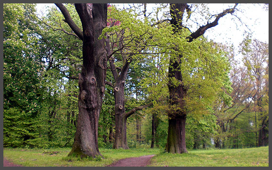 Naturkunstwerk Ohrbergpark Naturkunstwerk Ohrbergpark
