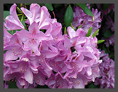 Rhododendren im Ohrbergpark Rhododendren im Ohrbergpark