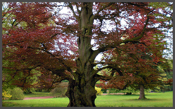 alte Bäume im Ohrbergpark alte Bäume im Ohrbergpark